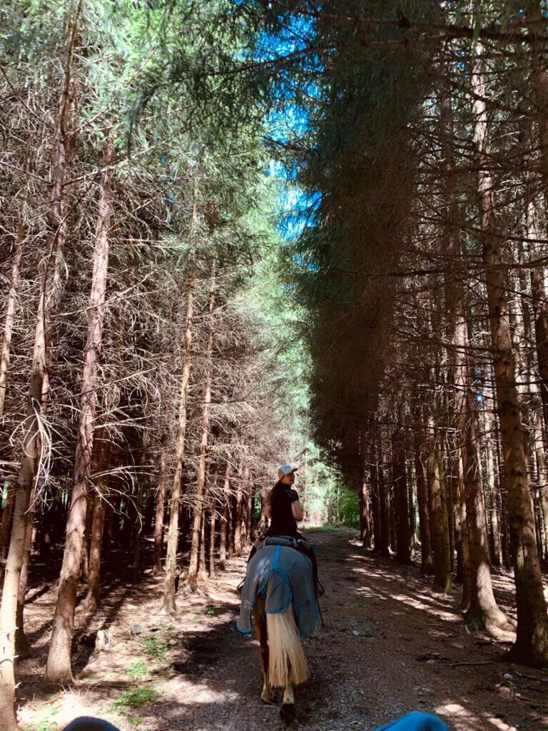 Orientierungsritt 2022 im Wald